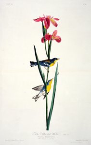La Paruline à dos jaune, extrait de Birds of America, gravé par Robert Havell (1793-1878)