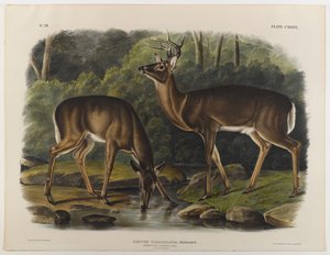 Cerf commun ou de Virginie, gravé par John T. Bowen (1801-c.1856) 1848