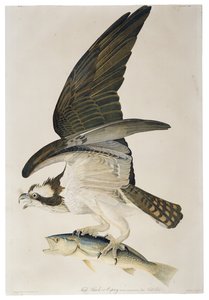 Balbuzard pêcheur, lithographie de Julius Bien (1826-1909), 1860