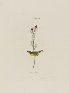 Le Moucherolle de Selby, extrait de Birds of America, gravé par Robert Havell (1793-1878)