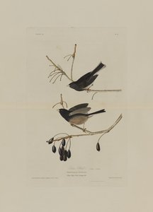 Oiseau des neiges, de Birds of America, gravé par Robert Havell (1793-1878)