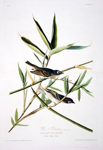 Le Moucherolle solitaire, extrait de Birds of America, gravé par Robert Havell (1793-1878)