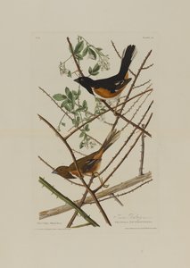 Le Bruant des prés, extrait de Birds of America, gravé par Robert Havell (1793-1878) - John James after Audubon