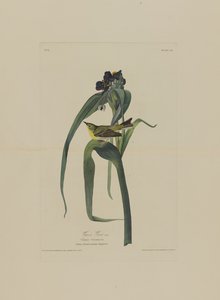 Le Viréo de Viger, extrait de Birds of America, gravé par Robert Havell (1793-1878)