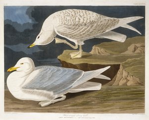 Goéland argenté à ailes blanches, gravé par Robert Havell, Jr. (1793-1878), 1835 (gravure colorée à la main) - John James after Audubon