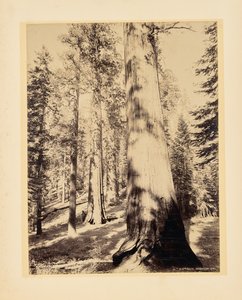 Grands arbres, Mariposa, Californie - John K. Hillers