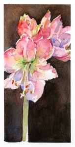 Amaryllis avec fond marron - John Keeling