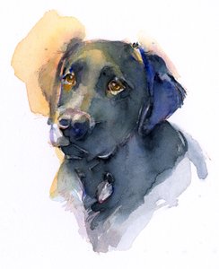 Labrador noir