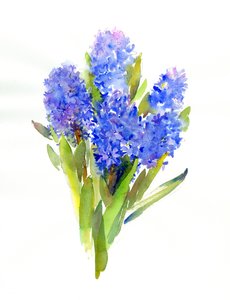 Jacinthe bleue - John Keeling