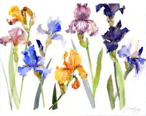 Iris, 2014