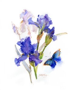 Iris avec papillon bleu