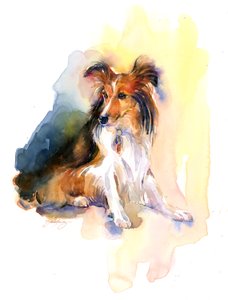 Portrait de Sheltie