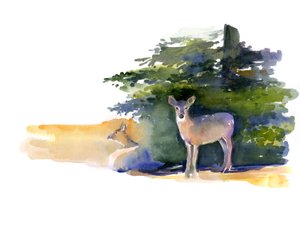 Deux cerfs