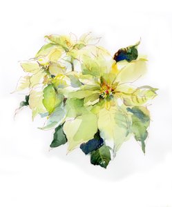 Poinsettia blanc, 2014