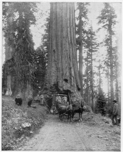 Route traversant un séquoia géant, Mariposa Grove, Wawona, Californie, fin du 19e siècle - John L. Stoddard