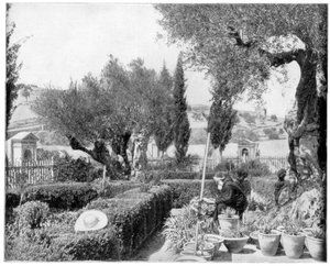 Le jardin de Gethsémani, Palestine, fin 19ème siècle