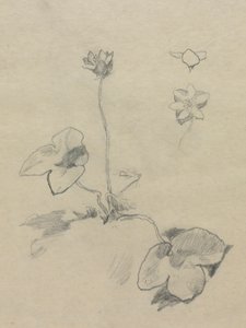 Anémone - John La Farge
