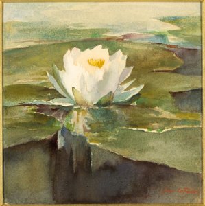 Nénuphar au soleil - John La Farge