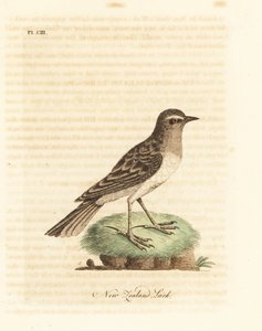 Pipit austral, Anthus novaeseelandiae. Gravure à la main par John Latham de son propre A General History of Birds - John Latham