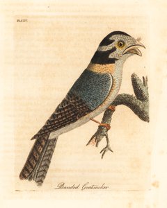 Égothèle australienne, Aegotheles cristatus ou podarge gris, Podargus strigoides? Gravure à la main par John Latham de son propre A General History of Birds, Winchester - John Latham