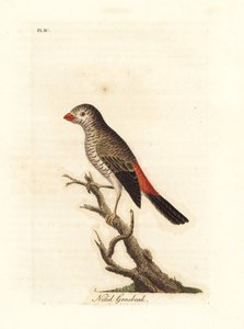 Beau queue-de-feu, Stagonopleura bella (Gros-bec nitide, Loxia nitida). Gravure à la main en couleur par John Latham de son propre A General History of Birds, Winchester - John Latham