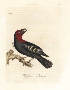Barbican à bec noir, Lybius guifsobalito. Gravure à la main par John Latham de son propre A General History of Birds, Winchester - John Latham