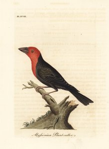 Barbican à bec noir, Lybius guifsobalito. Gravure à la main en cuivre dessinée et gravée par John Latham de son propre A General History of Birds, Winchester - John Latham