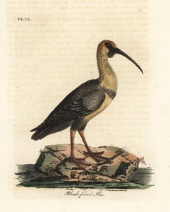 Ibis à face noire, Theristicus melanopis. Gravure à la main par John Latham de son propre A General History of Birds - John Latham