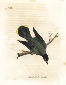 Bulbul à tête noire, Pycnonotus atriceps. Gravure à la main par John Latham de son propre A General History of Birds, Winchester - John Latham