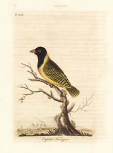 Tisserin à tête noire et collier jaune, Ploceus melanocephalus capitalis (Tangara capitale, Tanagra capitalis). Gravure sur cuivre coloriée à la main dessinée et gravée par John Latham de son propre A General History of Birds, Winchester - John Latham