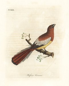 Trogon à gorge noire, Trogon rufus, femelle. Copié de l