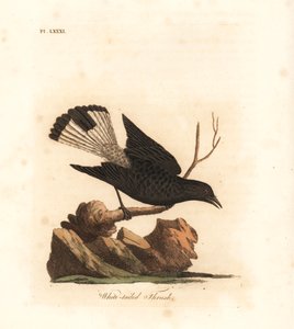 Traquet noir, Oenanthe leucura (Grive à queue blanche, Turdus leucurus). Gravure sur cuivre coloriée à la main dessinée et gravée par John Latham de son propre A General History of Birds, Winchester