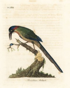 Motmot à couronne bleue, Momotus momota (Motmot brésilien, Momotus brasiliensis). Gravure à la main en couleur par John Latham de son propre A General History of Birds, Winchester - John Latham