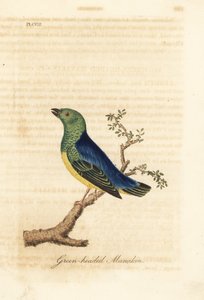 Chlorophonie à nuque bleue, Chlorophonia cyanea (Manakin à tête verte, originaire d