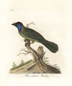 Barbican à gorge bleue ou de montagne, Psilopogon asiaticus. (Barbican à joues bleues, Trogon asiaticus). Gravure sur cuivre coloriée à la main dessinée et gravée par John Latham de son propre A General History of Birds, Winchester - John Latham