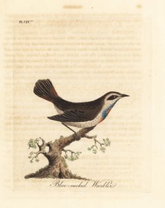 Gorgebleue à miroir, Luscinia svecica. Gravure à la main par John Latham de son propre A General History of Birds, Winchester - John Latham