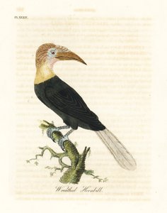 Calao papou, Rhyticeros plicatus. Gravure à la main par John Latham de son propre A General History of Birds, Winchester - John Latham
