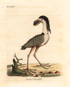 Savacou huppé, Cochlearius cochlearius. Gravure à la main par John Latham de son propre A General History of Birds - John Latham