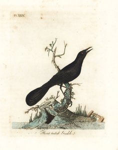 Quiscale à longue queue, Quiscalus major. Gravure à la main en cuivre dessinée et gravée par John Latham de son propre A General History of Birds, Winchester - John Latham