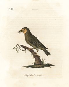 Barbican à tête brune, Megalaima zeylanica. Gravure à la main par John Latham de son propre A General History of Birds, Winchester - John Latham