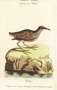 Râle à bandes, Gallirallus philippensis - John Latham