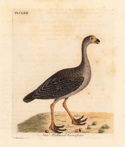 Céréopse cendré, Cereopsis novae hollandiae. Gravure à la main par John Latham de son propre A General History of Birds, Winchester - John Latham