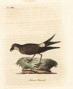 Glaréole à collier, Glareola pratincola. Gravure à la main par John Latham de son propre A General History of Birds, Winchester - John Latham