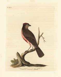 Sizerin flammé, Carduelis flammea (Pinson à couronne cramoisie, Fringilla flammea). Gravure à la main en cuivre dessinée et gravée par John Latham de son propre A General History of Birds, Winchester - John Latham