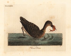Cormoran utilisé pour la pêche en Asie, peut-être un grand cormoran, Phalacrocorax carbo, ou cormoran japonais, Phalacrocorax capillatus. Gravure à la main par John Latham de son propre A General History of Birds - John Latham