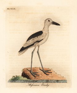 Drome ardéole, Dromas ardeola. Gravure à la main par John Latham de son propre A General History of Birds - John Latham