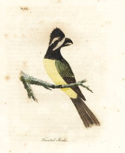 Petit échenilleur à crête, Falcunculus frontatus. Gravure à la main par John Latham de son propre A General History of Birds, Winchester - John Latham