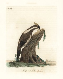 Pic à crête cramoisie, Campephilus melanoleucos (Pic à crête buffe, Picus melanoleucus). Basé sur une peau du musée Leverian. Gravure à la main en cuivre dessinée et gravée par John Latham de son propre A General History of Birds, Winchester - John Latham