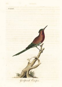 Souimanga siparaja, Aethopyga siparaja seheriae (Grimpereau de Goulpourah). Gravure à la main en cuivre dessinée et gravée par John Latham de son propre A General History of Birds, Winchester