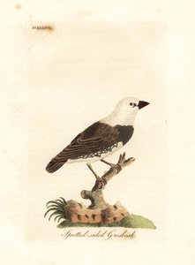 Diamant à queue de feu, Stagonopleura guttata (Gros-bec à flancs tachetés, Fringilla leucocephala). Gravure sur cuivre coloriée à la main dessinée et gravée par John Latham de son propre A General History of Birds, Winchester - John Latham